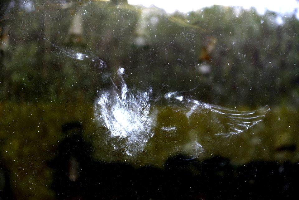 Pigeon feather dust imprint