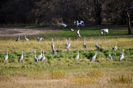 Sandhill cranes photo