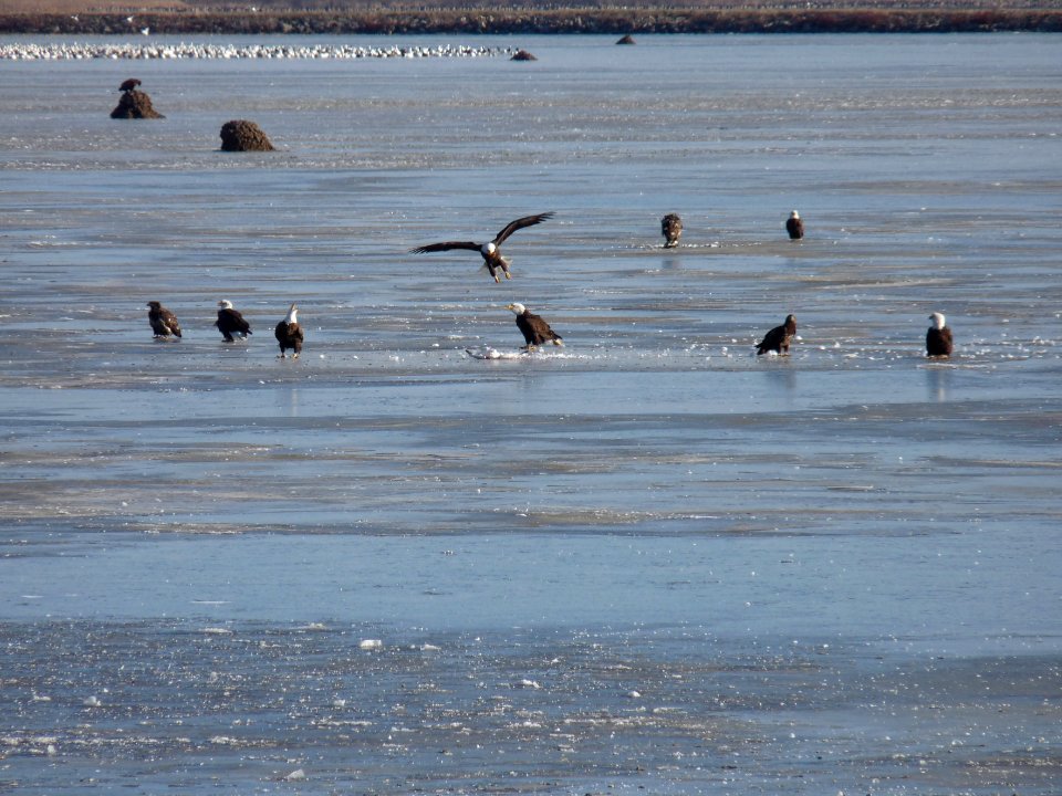 Group of Bald Eagles on Ice