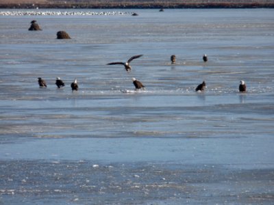 Group of Bald Eagles on Ice