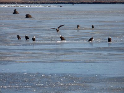 Group of Bald Eagles on Ice