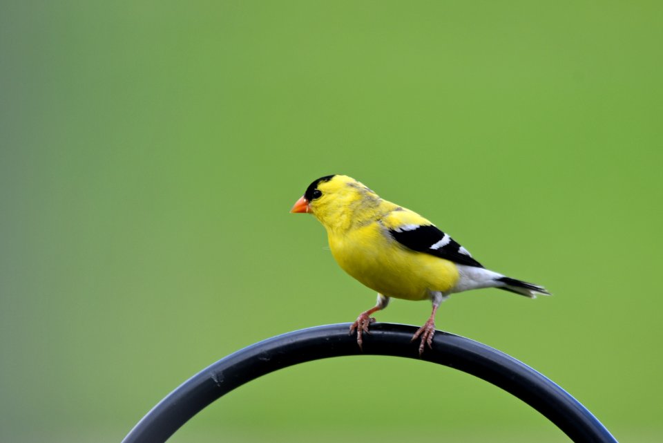 American goldfinch