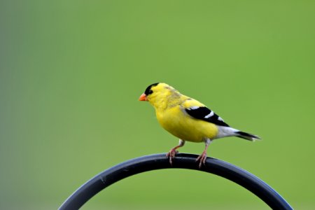 American goldfinch photo