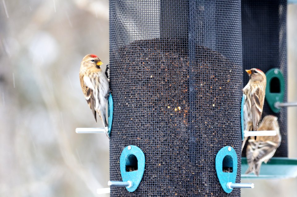 Common Redpolls photo