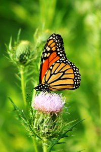 Monarch Butterfly on Native Field Thistle