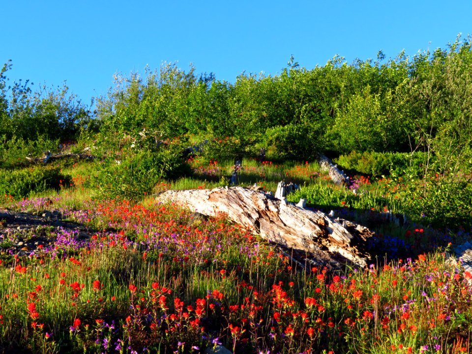 Wildflowers at Mt. Margaret Backcountry in WA