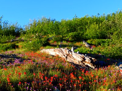 Wildflowers at Mt. Margaret Backcountry in WA