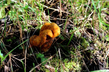 Lobster Mushroom