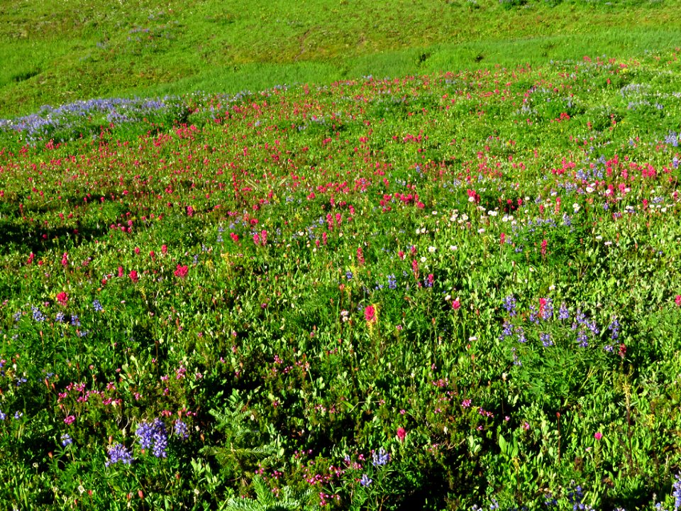Wildflowers at Mt. Rainier NP in WA