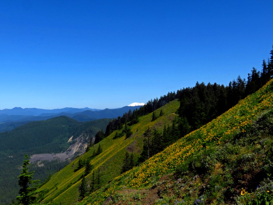 Mt. St. Helens at Dog Mountain Trail in Washington