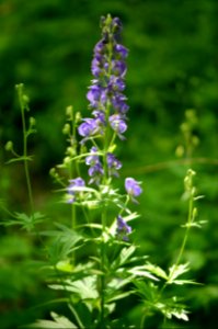 Northern monkshood in bloom