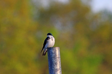 Tree Swallow photo