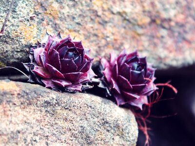 Flower rose rock photo