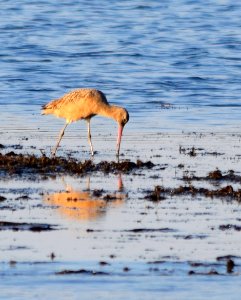 Marbled godwit photo