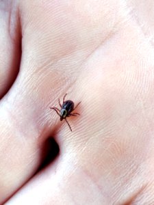 American dog tick in hand photo