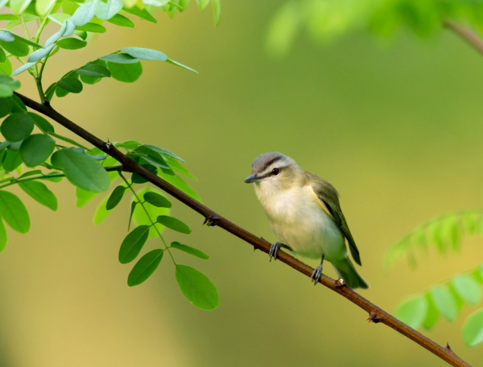 Red-eyed Vireo