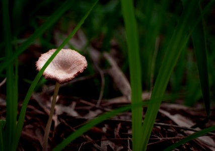 Small Toadstool