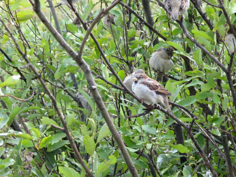 sparrrows
