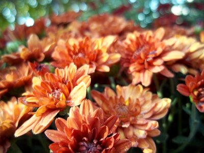 Flowers bright garden flower