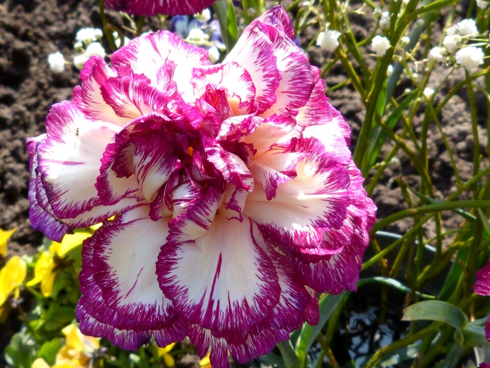 Bloom nature flower