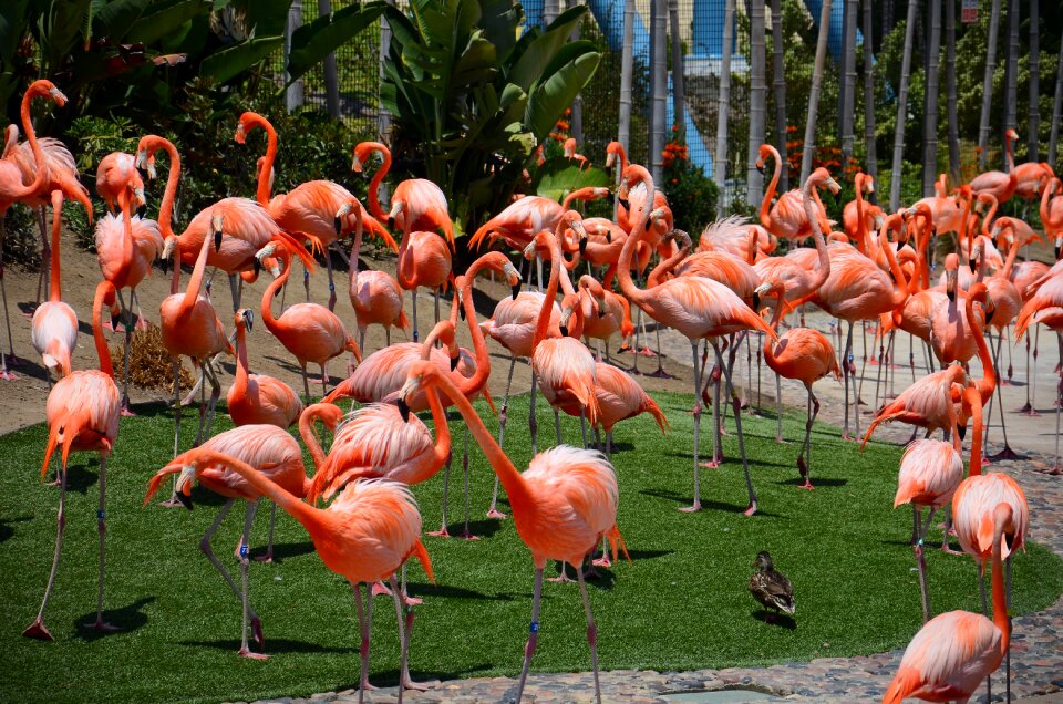 Nature san diego zoo pink