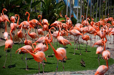Nature san diego zoo pink