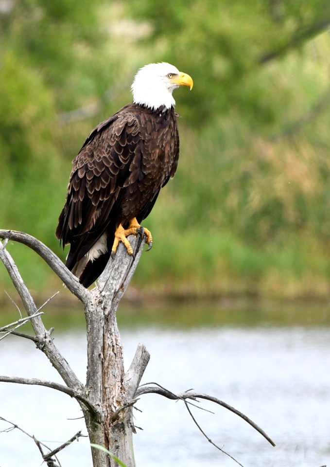 American Bald Eagle in East Lansing Michigan