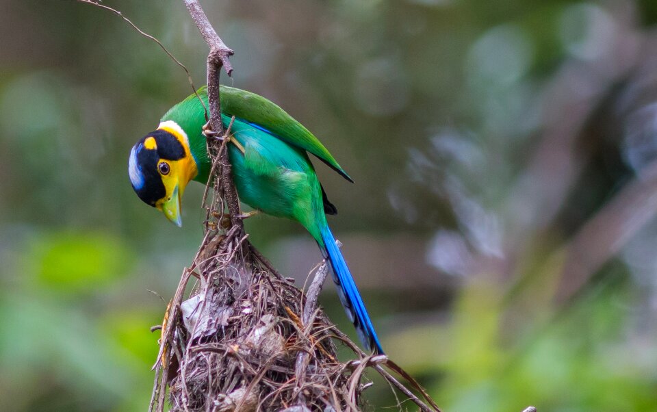 Animals birds wild life