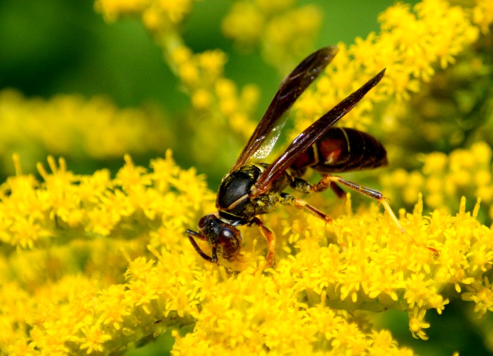 Paper wasp on goldenrod
