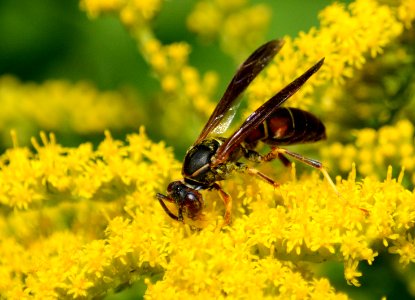 Paper wasp on goldenrod photo