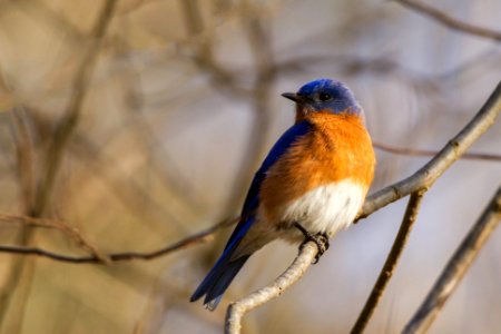 Eastern Bluebird (male) photo