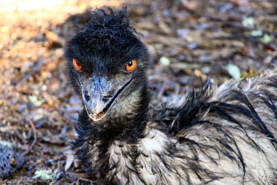 Bird animal portrait