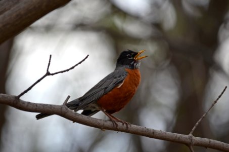 American robin singing from a branch photo