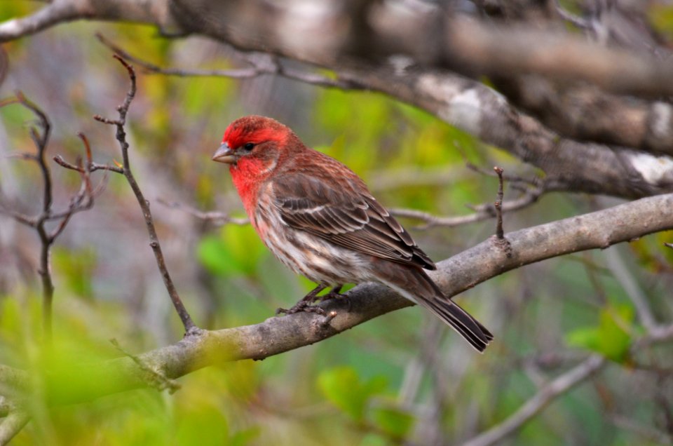 House Finch photo