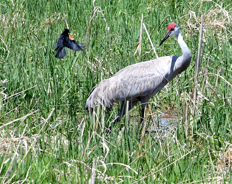 A red-winged blackbird and sandhill crane on Schlee Waterfowl Production Area