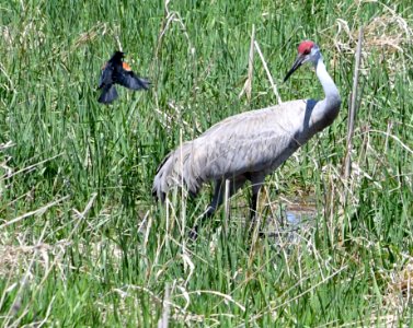A red-winged blackbird and sandhill crane on Schlee Waterfowl Production Area photo