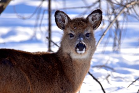 Young white-tailed deer photo