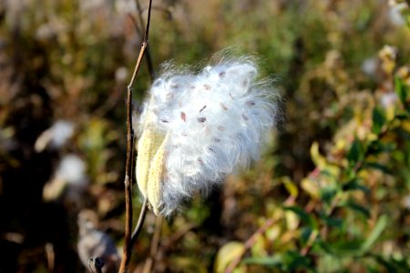 Milkweed Seeds photo