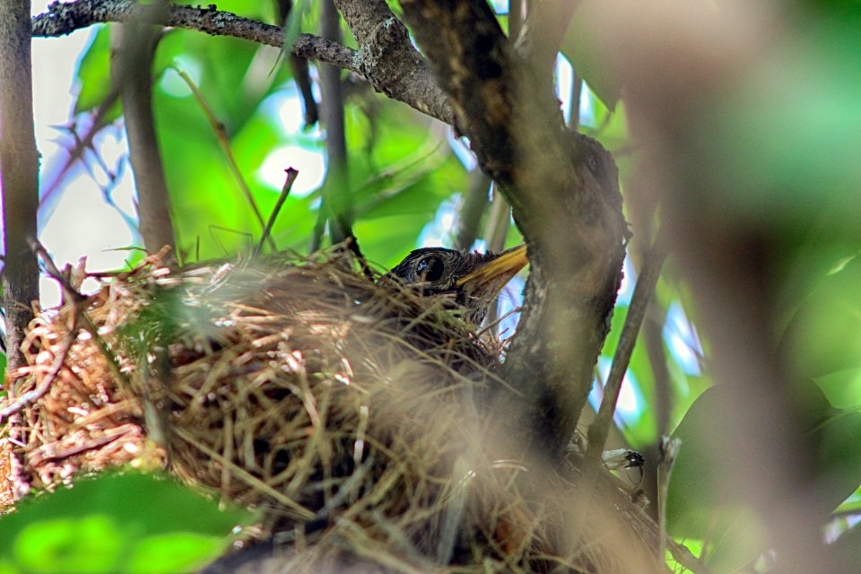 Robin Nest photo