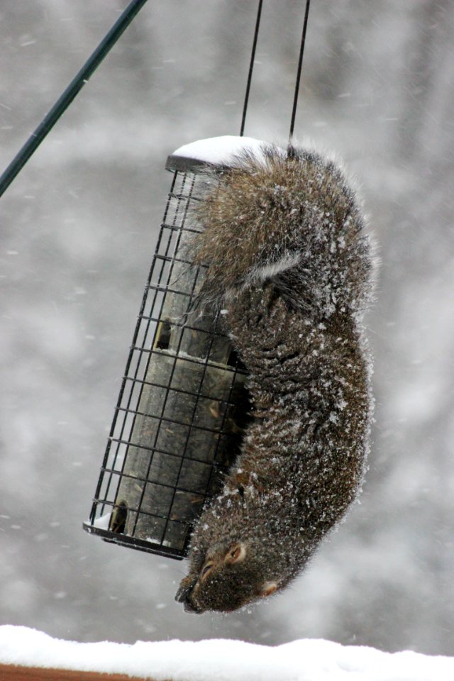 Dedicated Fox Squirrel photo