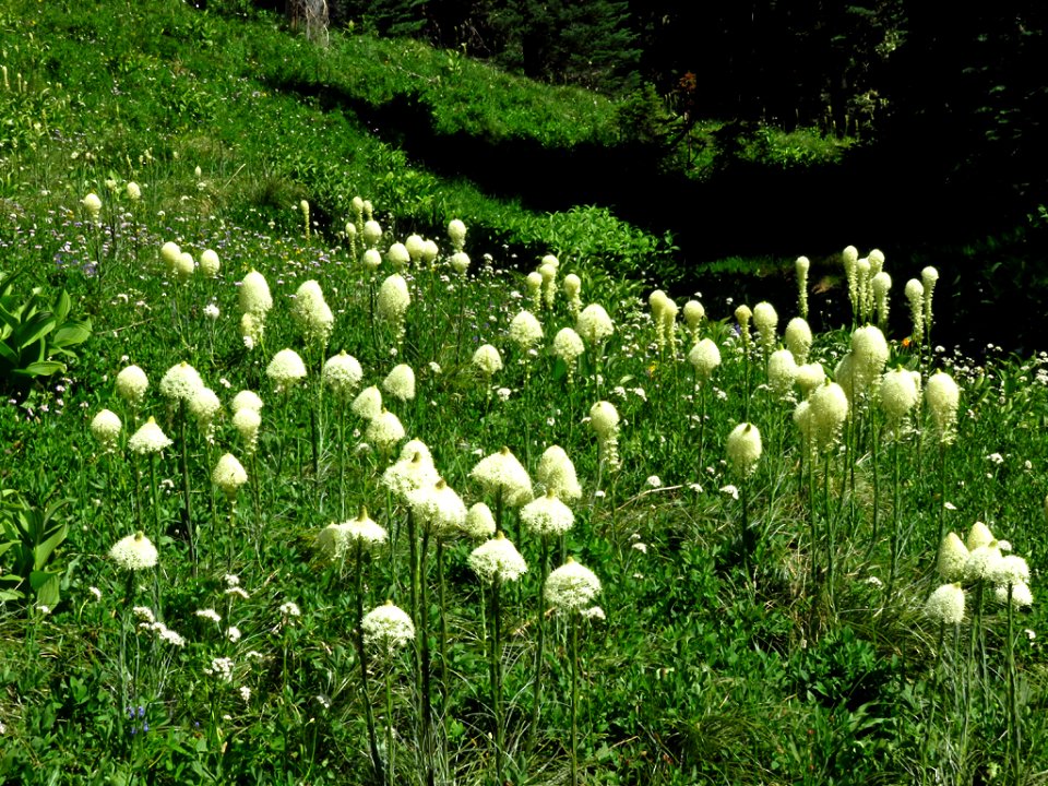 Bear Grass at Mt. Rainier NP in WA