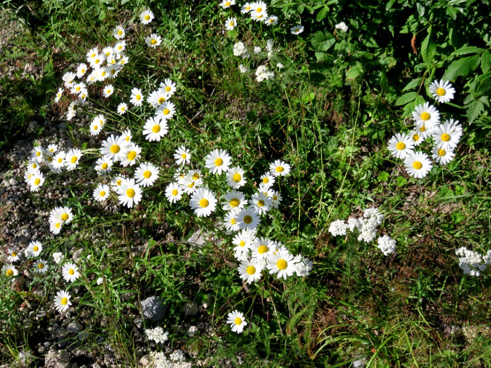Wildflowers at Mt. St. Helens NM in WA