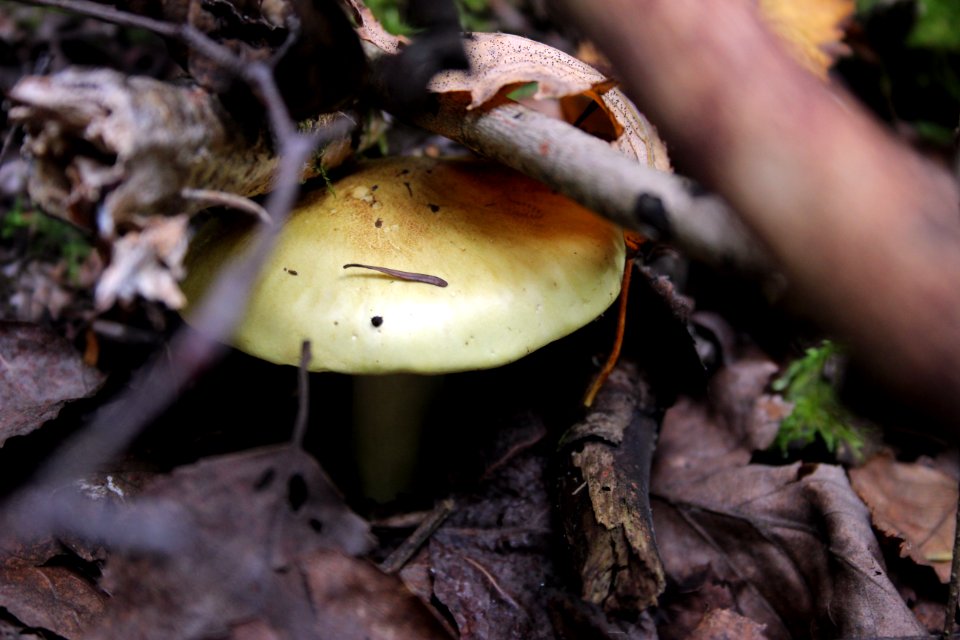 Fall Fungi