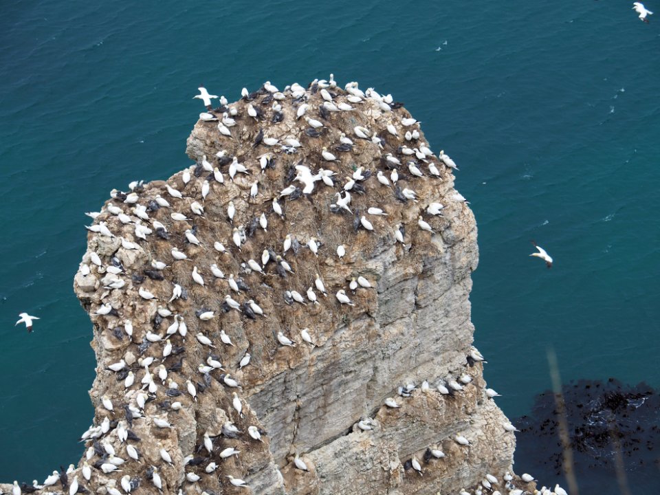 Gannet colony Bempton Cliffs Yorkshire