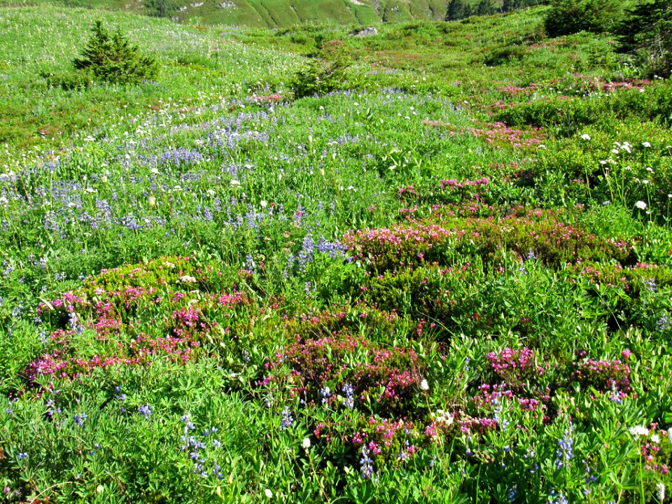 Wildflowers on Skyline Trail at Mt. Rainier NP in WA