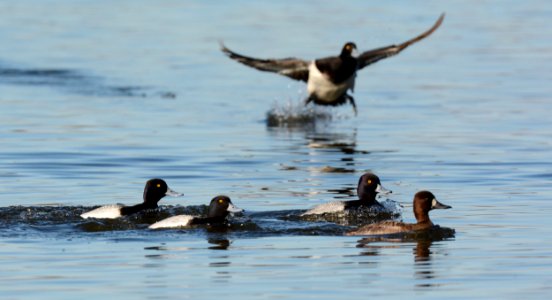 Scaup in Ingham County, MI photo