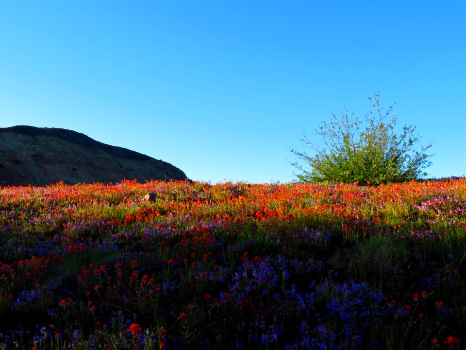 Wildflowers at Mt. Margaret Backcountry in WA
