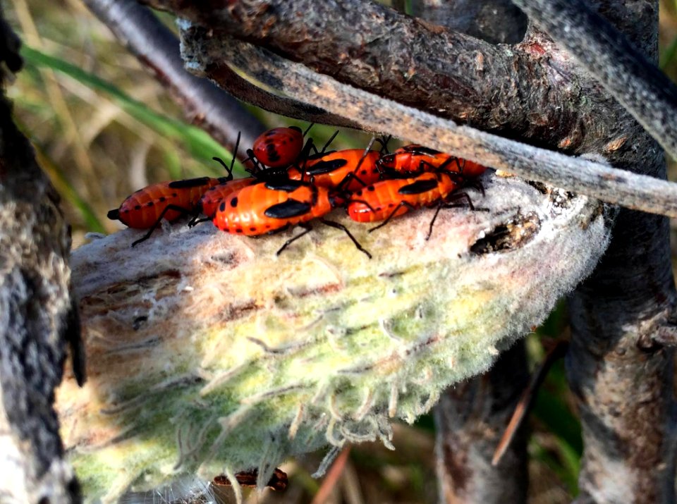 Nymph Milkweed Bugs