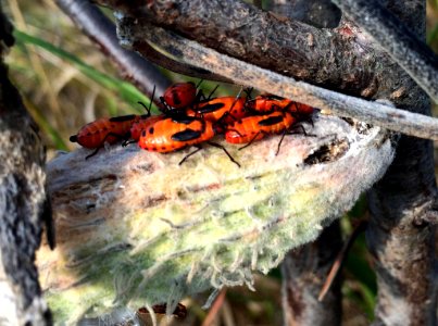 Nymph Milkweed Bugs