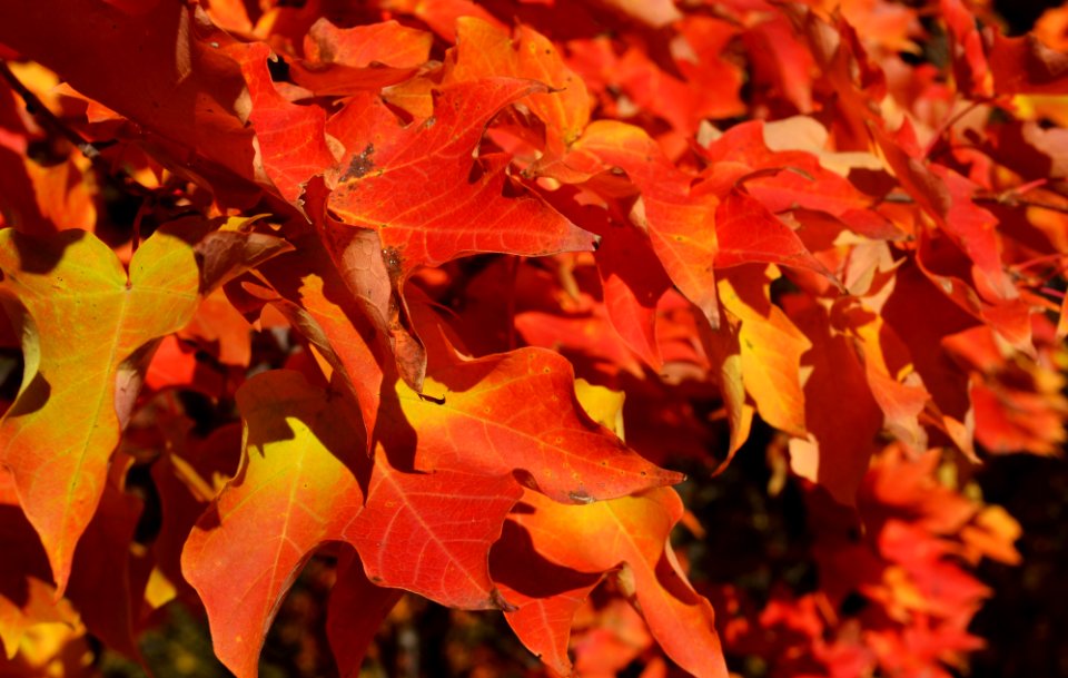 Maple leaves - Fall 2015